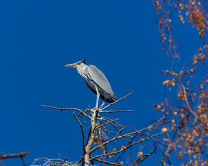 Grey Heron (Ardea cinerea).
