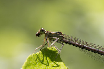 dragonfly