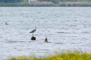 Grey Heron (Ardea cinerea).