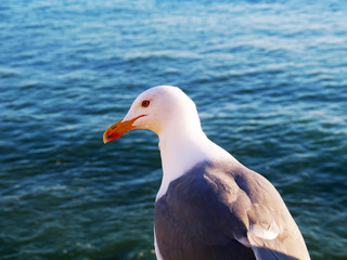 Seagull in the bay of cádiz, andalusia. Spain. Europe