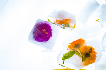 Frozen calendula flower and roses, beautiful background, health and beauty concept