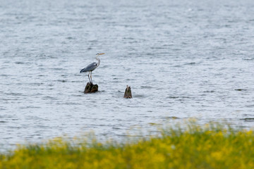 Grey Heron (Ardea cinerea).