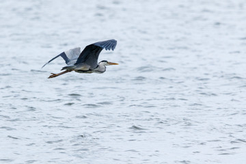 Grey Heron (Ardea cinerea).