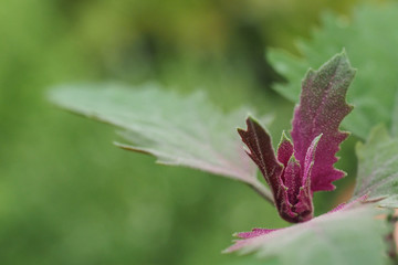 Baumspinat, Riesen-Gänsefuß