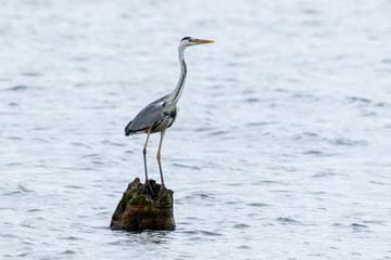 Grey Heron (Ardea cinerea).