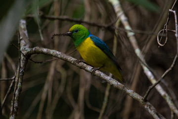 Bird building nest