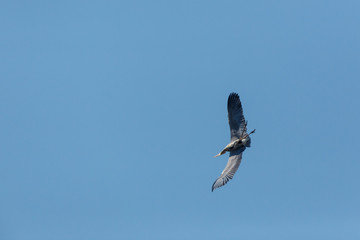 Grey Heron (Ardea cinerea).