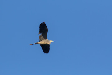 Grey Heron (Ardea cinerea).