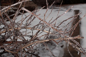 Ice on branches