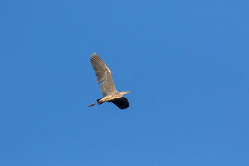 Grey Heron (Ardea cinerea).