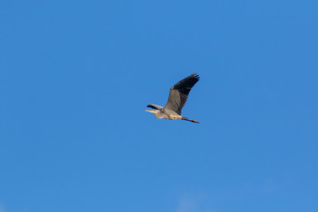 Fototapeta na wymiar Grey Heron (Ardea cinerea).