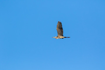 Grey Heron (Ardea cinerea).