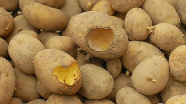 Potatoes and potato spoiled and spoilage warehouse mouse and mice bite, pest of stored vegetable food potato, frequent problem in winter necessary deratization, danger of spreading mold, diseases