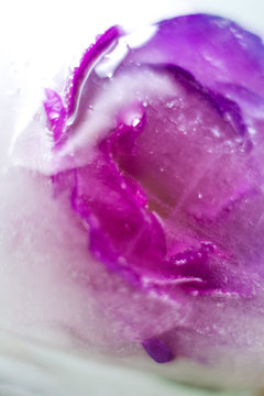 rose in ice, macro photo background. image concept
