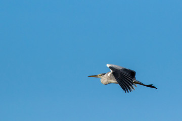 Fototapeta na wymiar Grey Heron (Ardea cinerea).