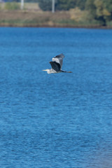 Naklejka premium Grey Heron (Ardea cinerea).