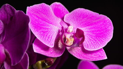 Pink macro orchid half in the shade on black backround