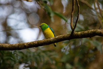 Colorful bird