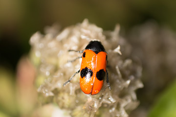 bug