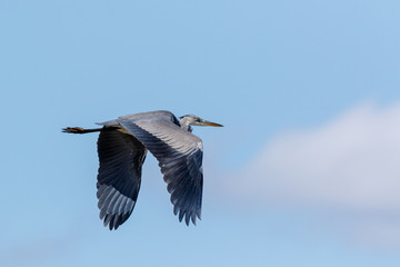 Grey Heron (Ardea cinerea).