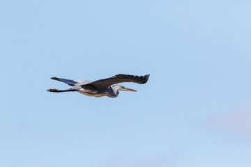 Grey Heron (Ardea cinerea).