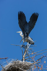 Grey Heron (Ardea cinerea).
