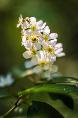 white flowers of a tree