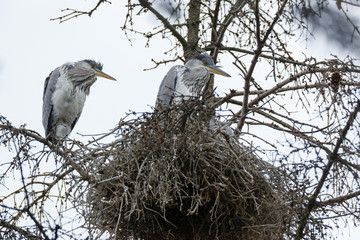 Grey Heron (Ardea cinerea).