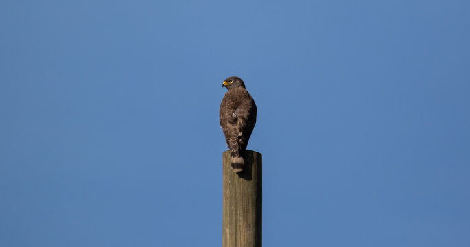 Hawk on the perch