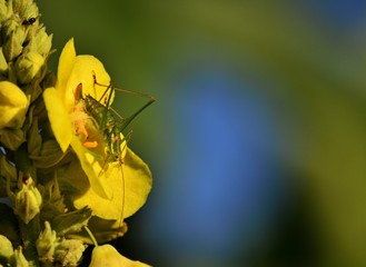 Steppen-Sattelschrecke (Ephippiger ephippiger)