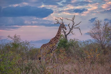 A lone giraffe in Mala Mala Game Reserve, Mpumalanga, South Africa
