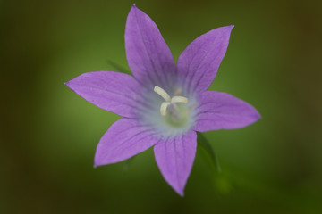 Fototapeta premium flower