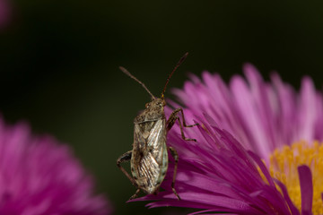 bug