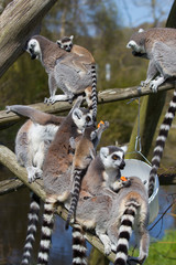 lemurs