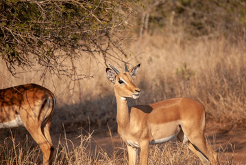 Naklejka na ściany i meble Impala grazing in Mpumalanga Province, South Africa