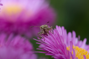 bug