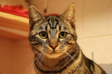 beautiful brindle cat head portrait in the living room