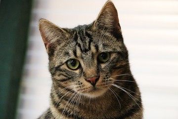beautiful brindle cat head portrait in the living room