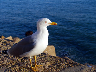 Seagull in the bay of cádiz, andalusia. Spain. Europe