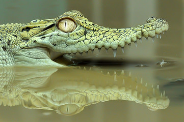 closeup of a crocodile