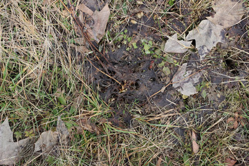 Grass ground earth soil wet leaves winter surface texture