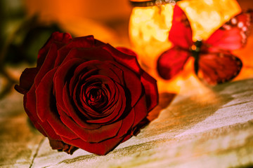 Einzelne Rose, Dekoration mit Schmetterling - Single rose, decoration with butterfly