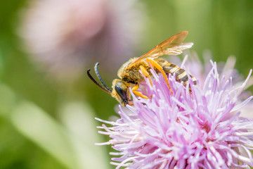 wasp