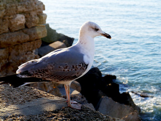 Seagull in the bay of cádiz, andalusia. Spain. Europe