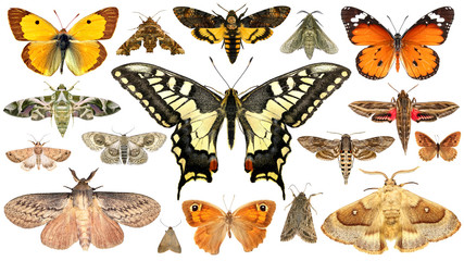 Butterflies and moths. Isolated on a white background