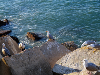 Seagull in the bay of cádiz, andalusia. Spain. Europe