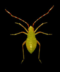 Bug, Creontiades pallidus (Hemiptera: Miridae). Nymph. Isolated on a black background 