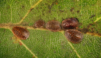 Scale insect, Saissetia nigra (Hemiptera: Coccidae) is the dangerous pest of citrus, mango and...