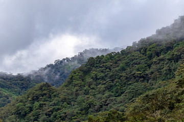 The cloud forest