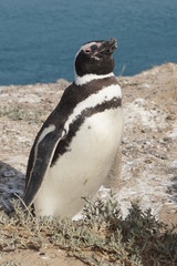 Magellan Penguin